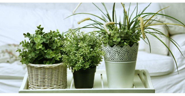 6 plante pe care sa le ai in dormitor ca sa fii sanatos