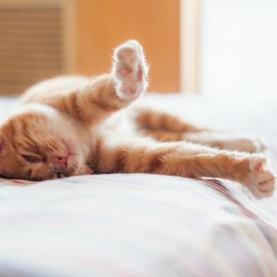 Stiti de ce se intind animalele dimineata? Le face bine! Urmati-le exemplul!