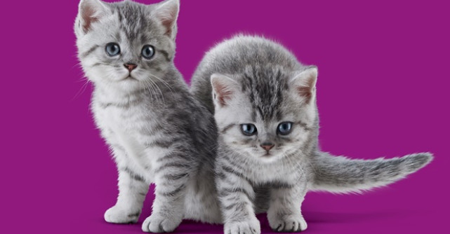 Pe 8 August sărbătorim Ziua Internațională a Pisicii.Whiskas invită iubitorii de feline să descopere cele mai importante sfaturi