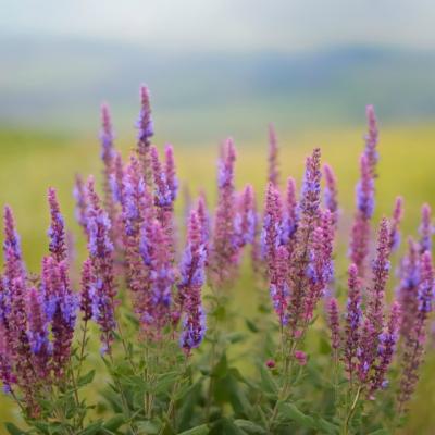 Puterea vindecatoare a salviei. Cum o folosesti ca sa tratezi diverse afectiuni