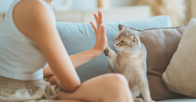 100+ Curiozități despre pisici. Informații și lucruri pe care NU le știai