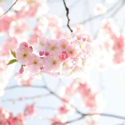 Mesaje si SMS de Florii: o colectie speciala