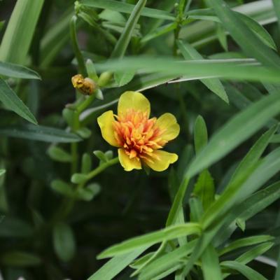 Condimentul 100% romanesc de care lumea a uitat. Beneficii incredibile pentru sanatate