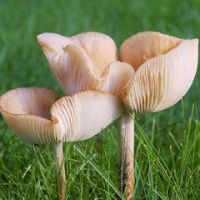 Cordyceps sinensis - beneficiile miraculoase ale ciupercii nepaleze