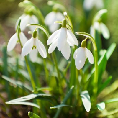 Oaspetii primaverii. Semnificatia florilor de primavara