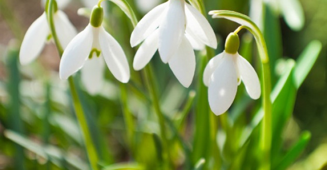 Oaspetii primaverii. Semnificatia florilor de primavara