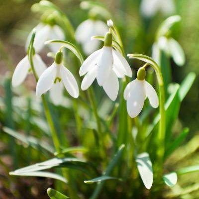 Oaspetii primaverii. Semnificatia florilor de primavara