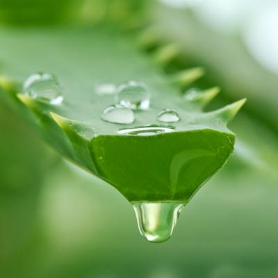 Planta miraculoasa pe care trebuie sa o ai in casa si care vindeca peste 100 de boli