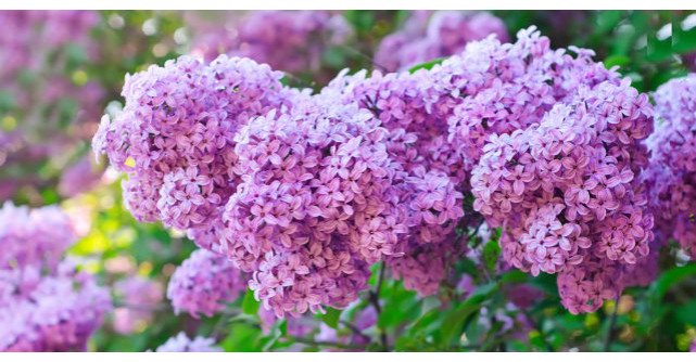 Proprietati miraculoase ale florilor de liliac. Putini stiu asta