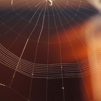 Ce înseamnă când visezi păianjeni - Interpretare și semnificații