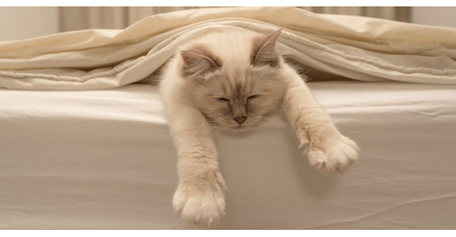 Dormi cu animalul tau de companie in pat? Ce spun medicii despre acest obicei