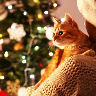 Singurul lucru pe care mi-l doresc de Craciun