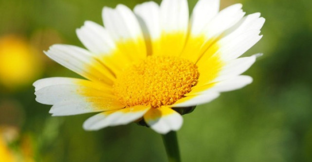 Beneficiile vindecatoare ale galbenelelor