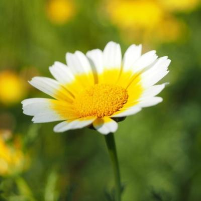 Beneficiile vindecatoare ale galbenelelor