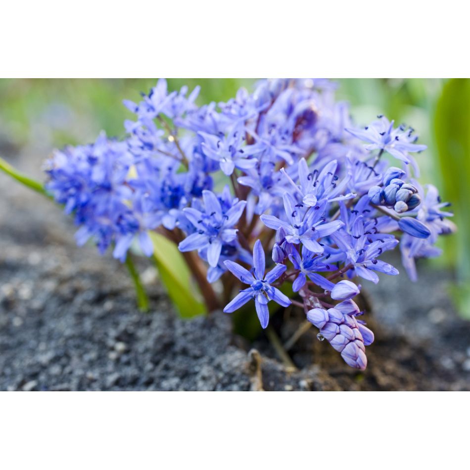  Despre mireasma primaverii