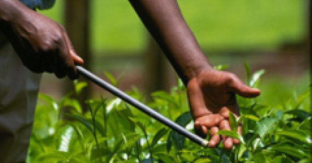 Ceaiul verde - istorie, compozitie si beneficii