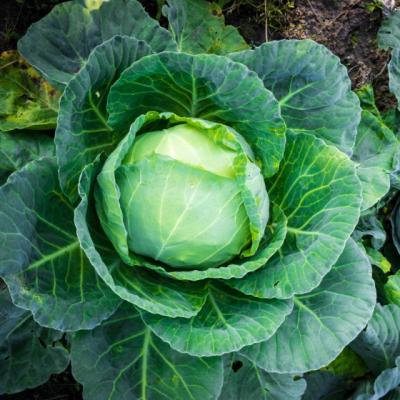 6 legume care te feresc de cancer