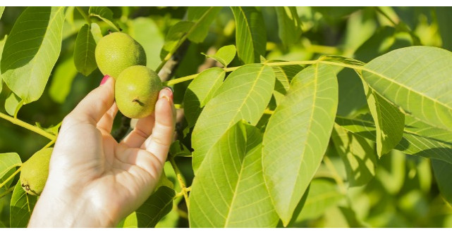 Frunzele de nuc opresc caderea parului