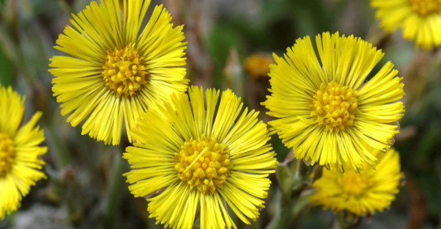 Aceste flori galbene ale primaverii au efecte uimitoare asupra sanatatii