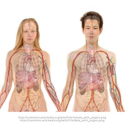 5 Greseli care provoaca PIETRE LA RINICHI