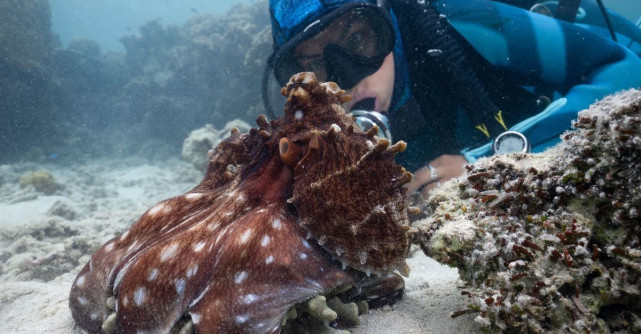 James Cameron revine cu un serial premiat cu Emmy: 'SECRETELE CARACATIȚEI'