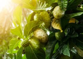 Noni - fructul minune din Pacific. Uite cum te poate ajuta