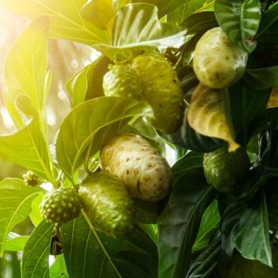 Noni - fructul minune din Pacific. Uite cum te poate ajuta
