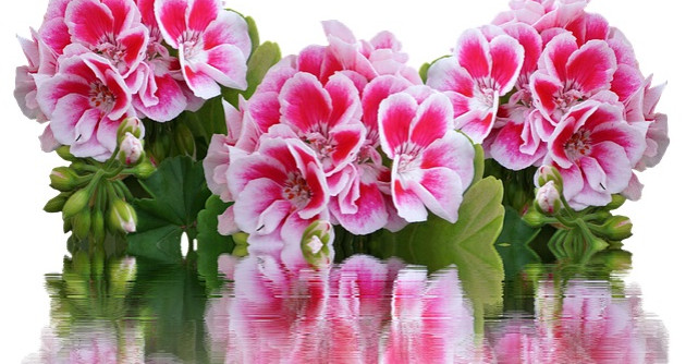 Cum se îngrijesc corect MUȘCATELE iarna! Nu face ACEASTĂ greșeală!