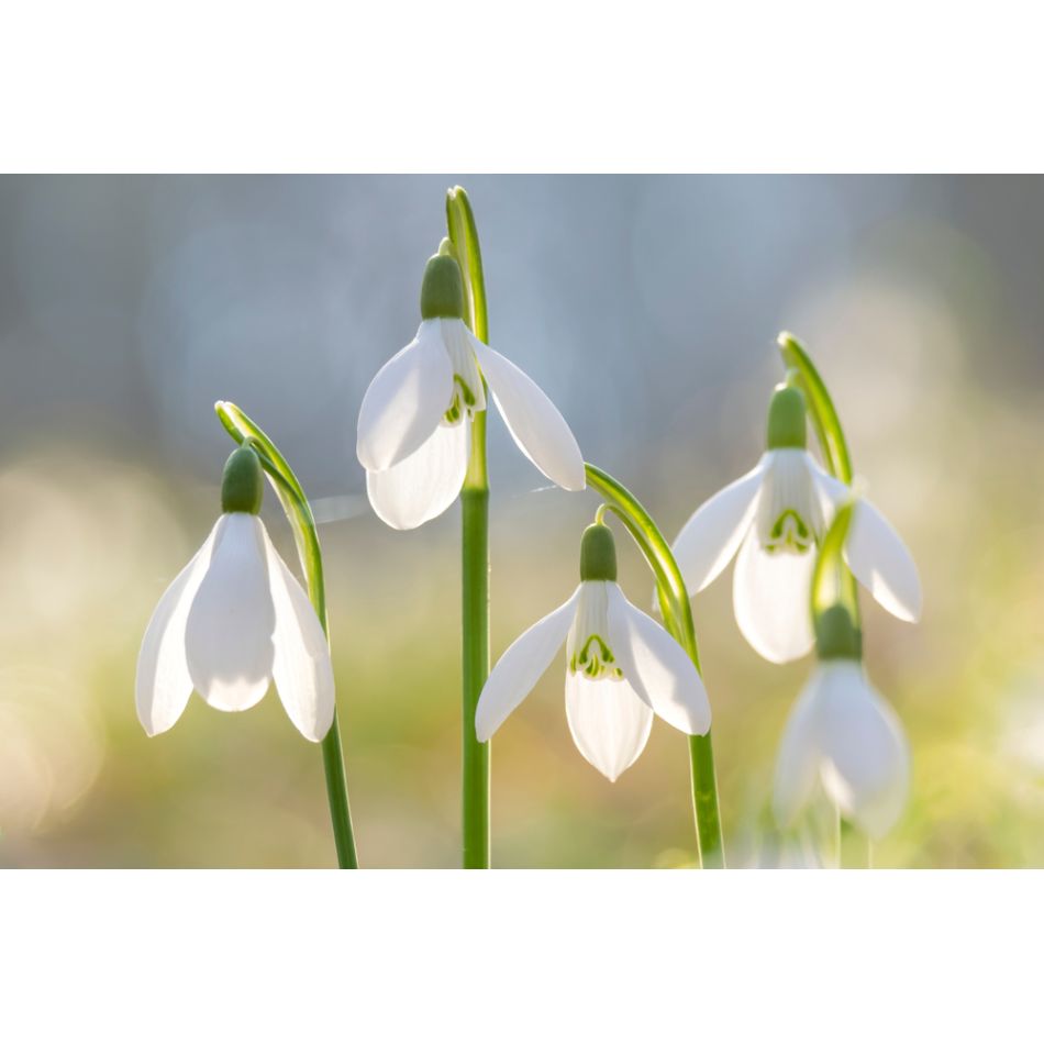  Despre iubire si primavara