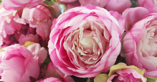 Beneficiile ceaiului din petalele de bujori