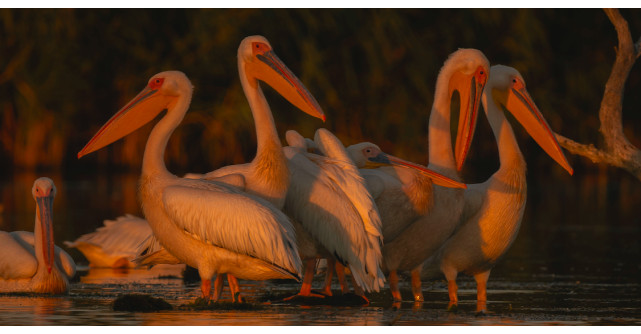 Un scurtmetraj regizat de pasari invita oamenii sa se implice in eforturile de conservare a biodiversitatii Deltei Dunarii 