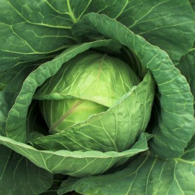 Dieta de toamna: Slabeste cu supa de varza