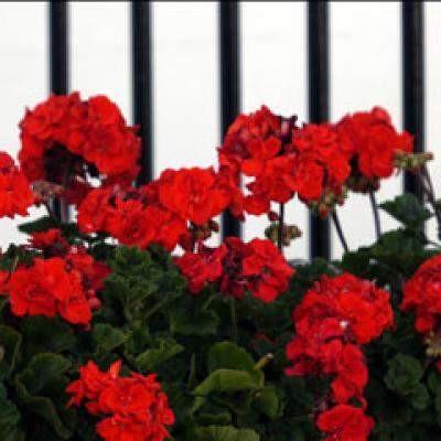 Top 3 flori de apartament