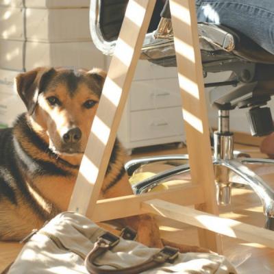 Animale de companie în carantină - cum să ai grijă de prietenii tăi necuvântători