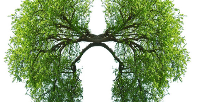 Stii cati ani au plamanii tai?