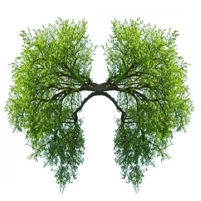 Stii cati ani au plamanii tai?