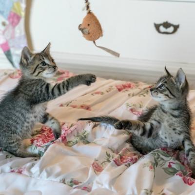 Piese cu imprimeuri cu pisicute - detalii meWOW!