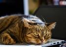 De ce se așază pisica exact pe laptop când vrei să lucrezi. Explicația specialiștilor
