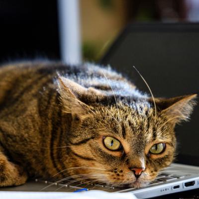 De ce se așază pisica exact pe laptop când vrei să lucrezi. Explicația specialiștilor