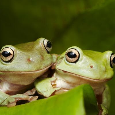 Povestea inspirationala a doua broscute