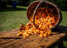 Rețete delicioase de toamnă cu gălbiori: savoare, sănătate și inspirație culinară