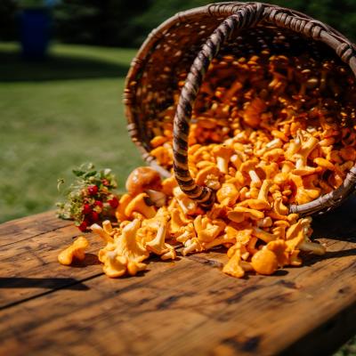 Rețete de toamnă cu gălbiori: Delicioase, pline de savoare și un adevărat izvor de sănătate