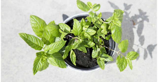 Tot ce trebuie sa stii despre menta, remediul miraculos pentru zeci de afectiuni