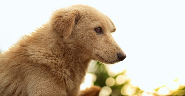 Poveste RĂVĂȘITOARE! Câinele loial care își așteaptă încă stăpânul decedat