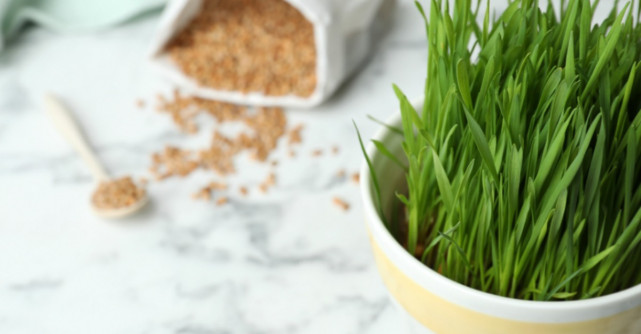 Ziua Sfantului Andrei. Cand se pune graul la incoltit?