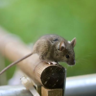 Cartea pe care toată lumea ar trebui să o citeasca: Lecțiile umanității din „Flori pentru Algernon”