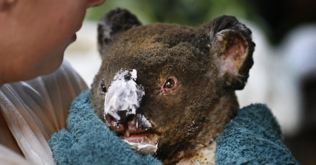 Revolut se aliază cu Crucea Roșie și WWF într-un apel de urgență privind incendiile de vegetație din Australia