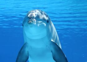Delfinii dau semne de Alzheimer! Toxinele din apa mărilor ar putea accelera degradarea creierului!