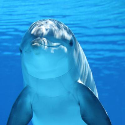 Delfinii dau semne de Alzheimer! Toxinele din apa mărilor ar putea accelera degradarea creierului!