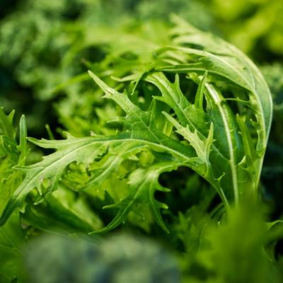 Ce nu stiai despre rucola?